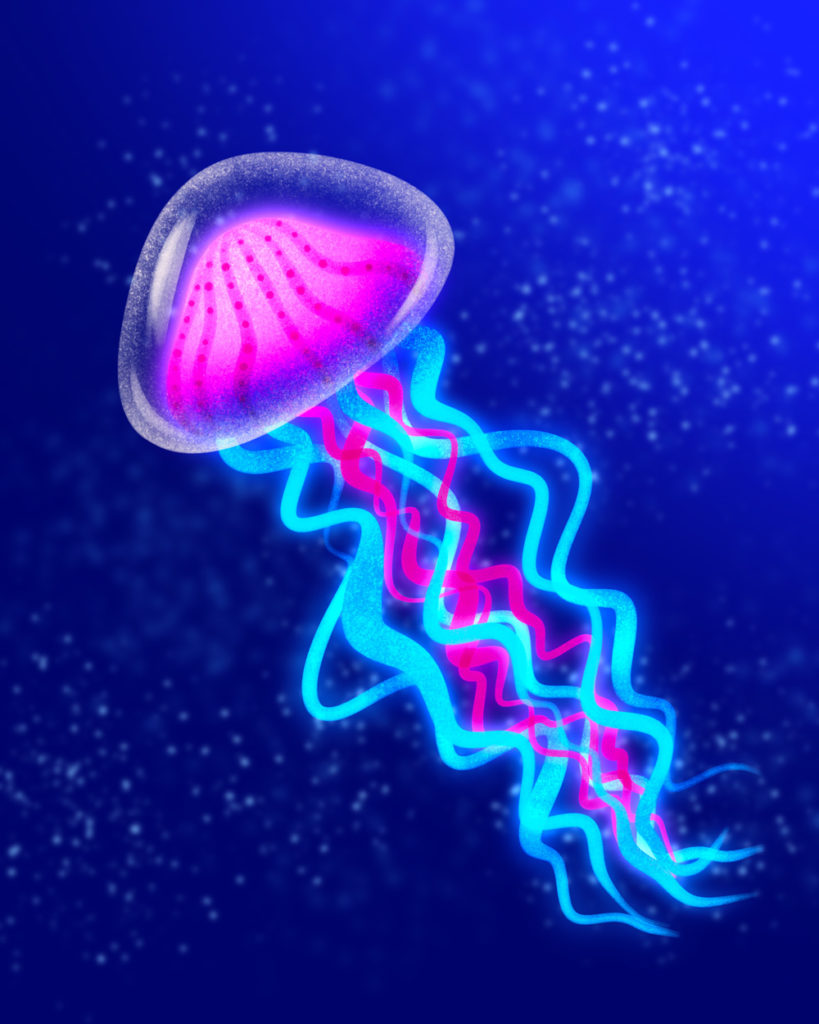 jellyfish drawings